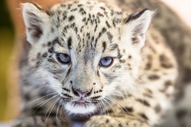 Geduldig lässt ein Schneeleoparden-Mädchen die Untersuchung über sich ergehen | Foto: Wildpark/Thomas Ix