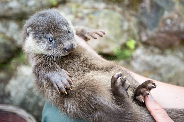 Auch die Geschlechterbestmmung gehört zur Untersuchung der kleinen Fischotter dazu: Es ist ein Mädchen! | Foto: Wildpark/Thomas Ix