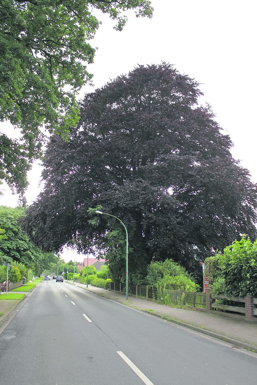Ein imposanter Baum: die Blutbuche in Apensen