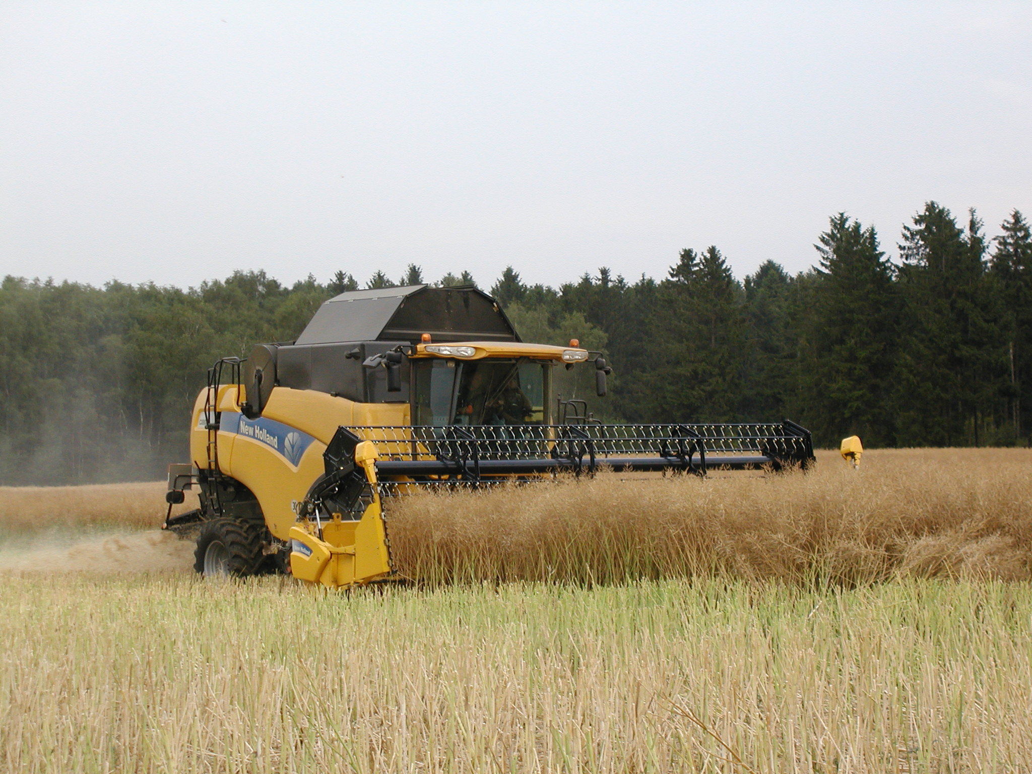 Der "New Holland" frisst sich mit seinem gigantischen Schneidwerk durch das gold-gelbe Feld