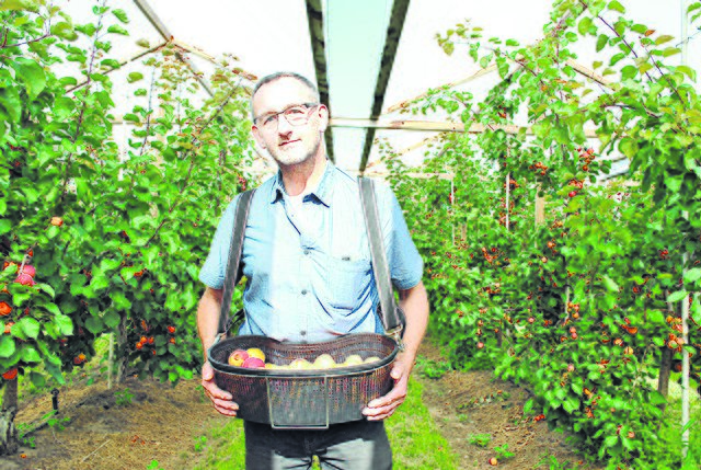 Frisch gepflückt: Peter Stechmann mit Nektarinen | Foto: tk