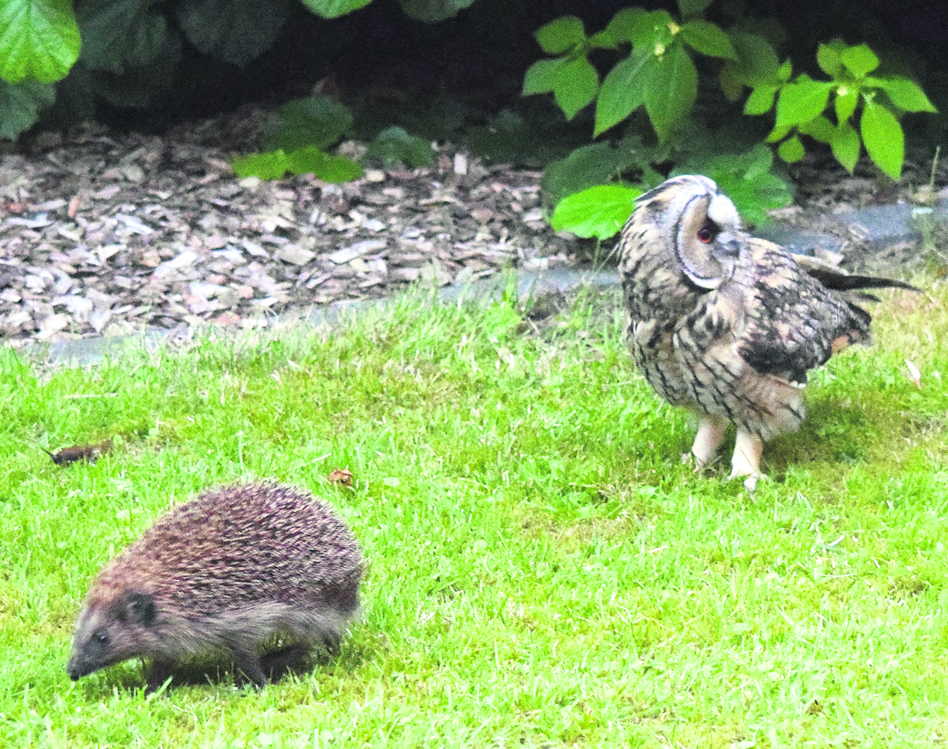 Igel gehören laut NABU zu den Hauptbeutetieren des Uhus