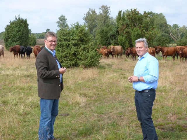 Michael Grosse-Brömer (li.) und VNP-Geschäftsführer Mathias Zimmermann besuchen das Großviehbeweidungsprojekt der Stiftung Naturschutzpark im Naturschutzgebiet Lüneburger Heide