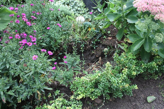 Unbekannte gruben die Pflanze vom Grab aus