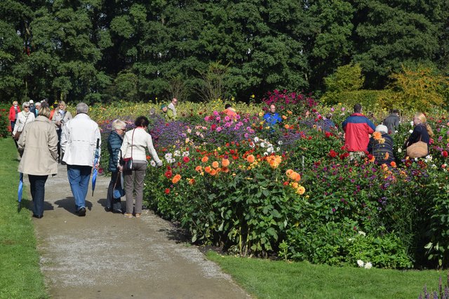 Impressionen: Dahlientag in Winsen
