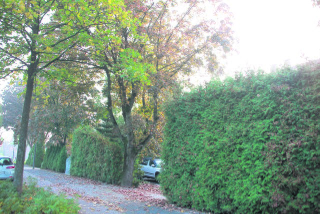 Diese Thuja-Hecken erinnern ein Bisschen an Friedhof | Foto: tp
