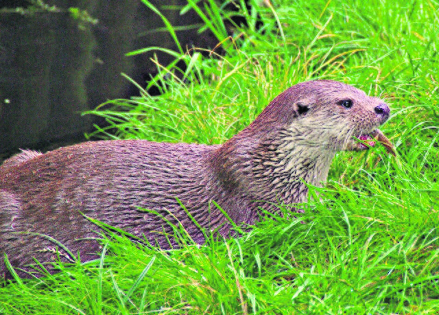 Bekommt mehr Lebensraum in der Luhe: der Fischotter