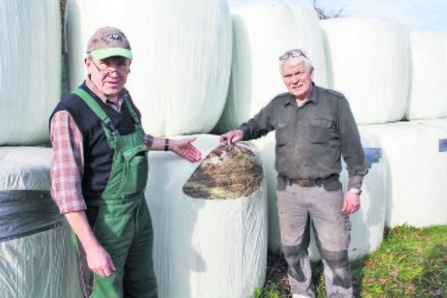 Hans-Georg Peters (li.) und Axel Grebenstein zeigen einen der aufgeschlitzen Ballen. Gut zu erkennen: Zahlreiche weitere der Silageballen sind bereits geflickt, weil auch sie beschädigt wurden