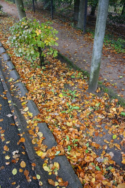 Auf dem ersten Blick ein Beet? Eigentlich soll hier das Regenwasser in einem kleinen Graben abfließen, doch dieser ist längst versandet