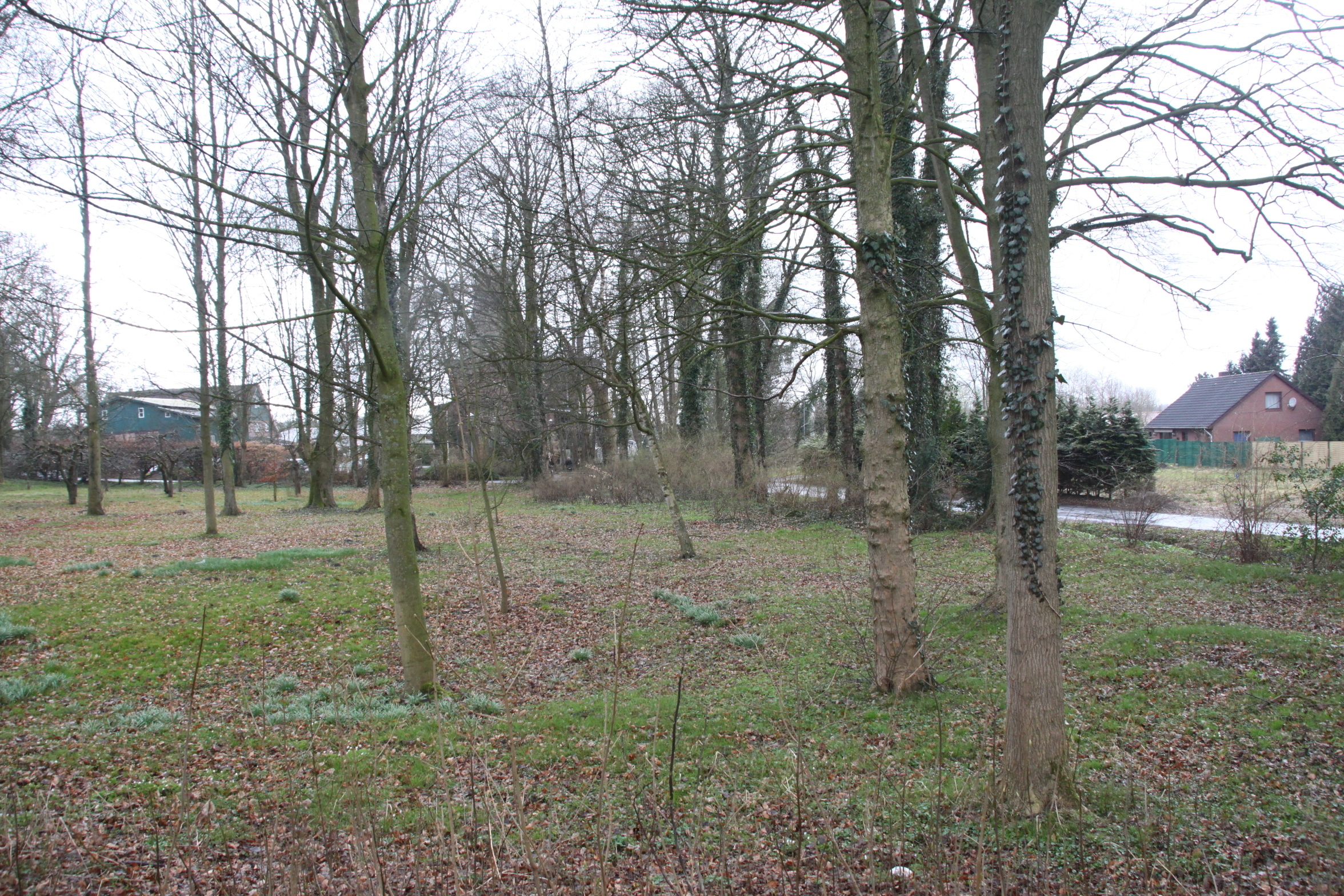Der "Steinmetz"-Wald soll dem Einzelhandelskomplex mit Großparkplatz weichen