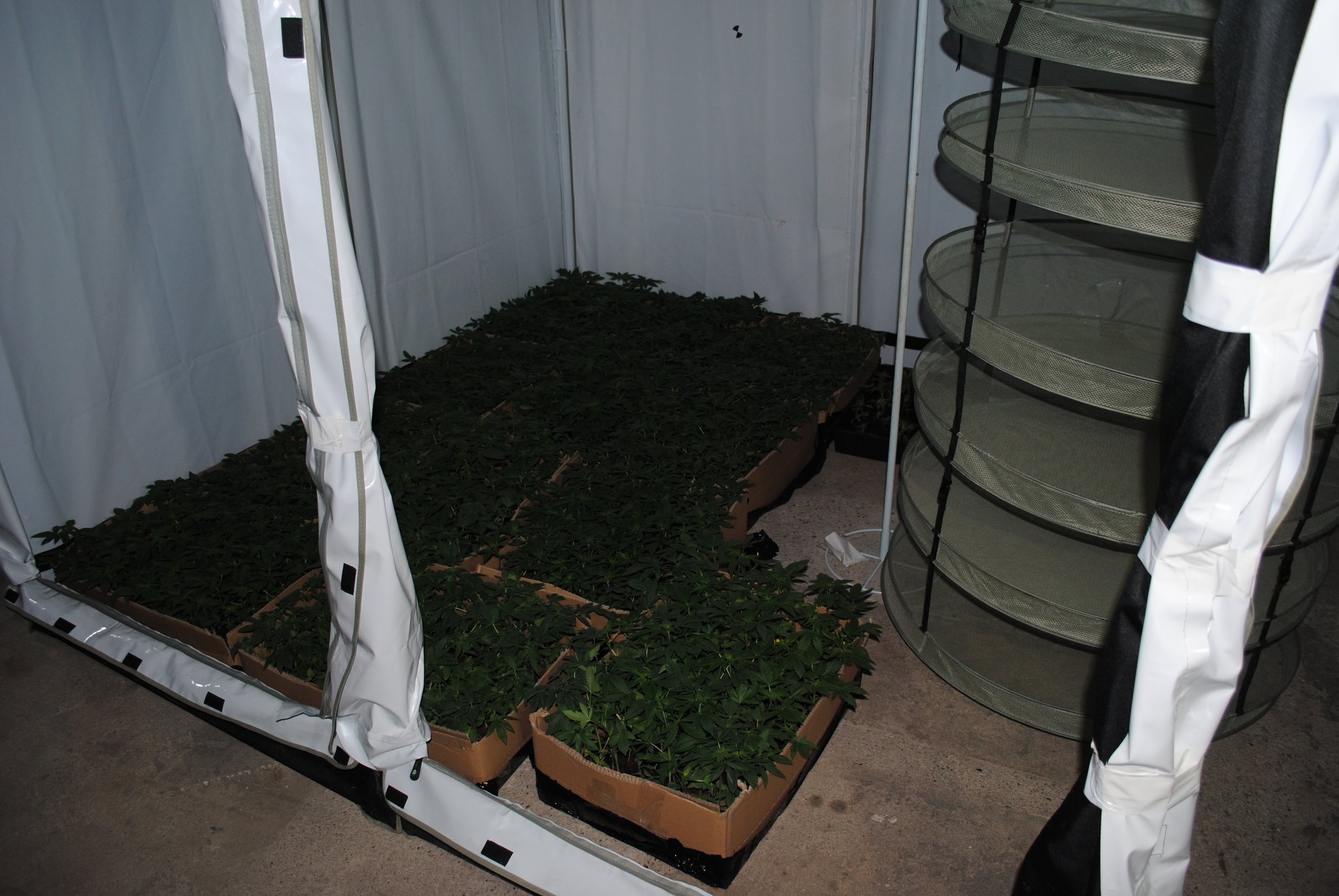 Riesige Drogenplantage in Steller Lagerhalle gefunden - Stelle