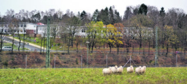 Die „tierischen Angestellten“ - die Schafe, die die Fläche pflegen (im Hintergrund die Nebengebäude der BBS am Sprötzer Weg)