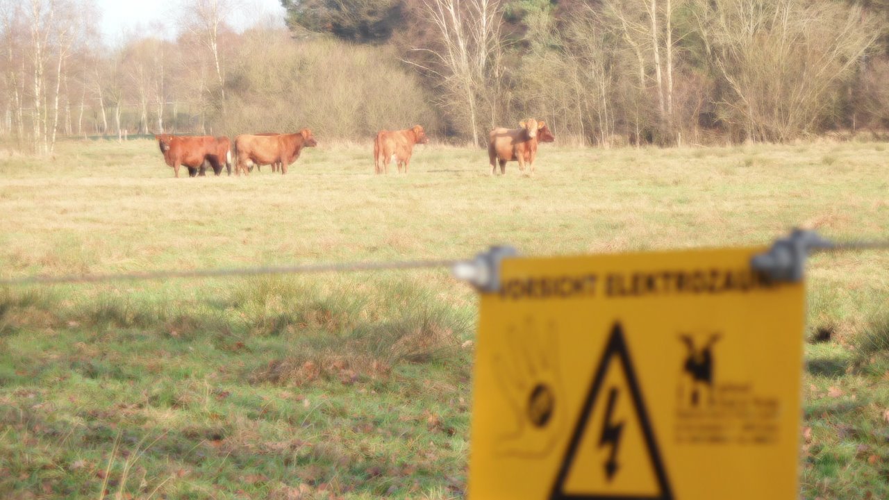 Zur Wolfsprävention wurde ein 3,6 Kilometer langer Zaun um das Beweidungsgebiet gezogen