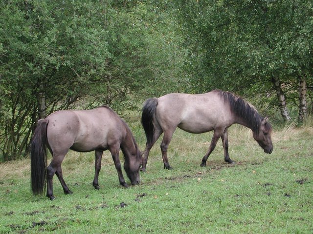 Dülmener Pferde pflegen einen Teilbereich des Hörpeler Grünlandes