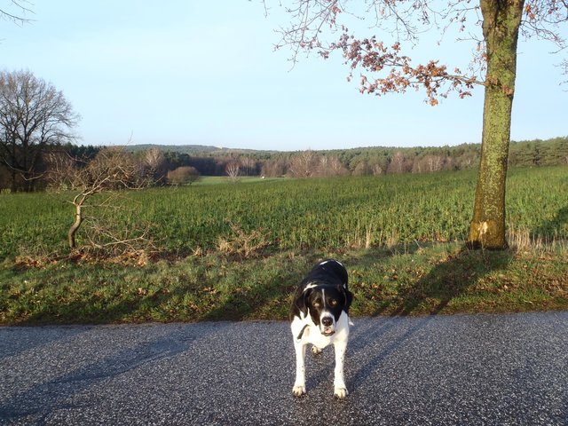 Idyllischer Blick in Heimbruch: Links vom Hund auf dem Hügel kann man das Hochhaus in Buxtehude sehen