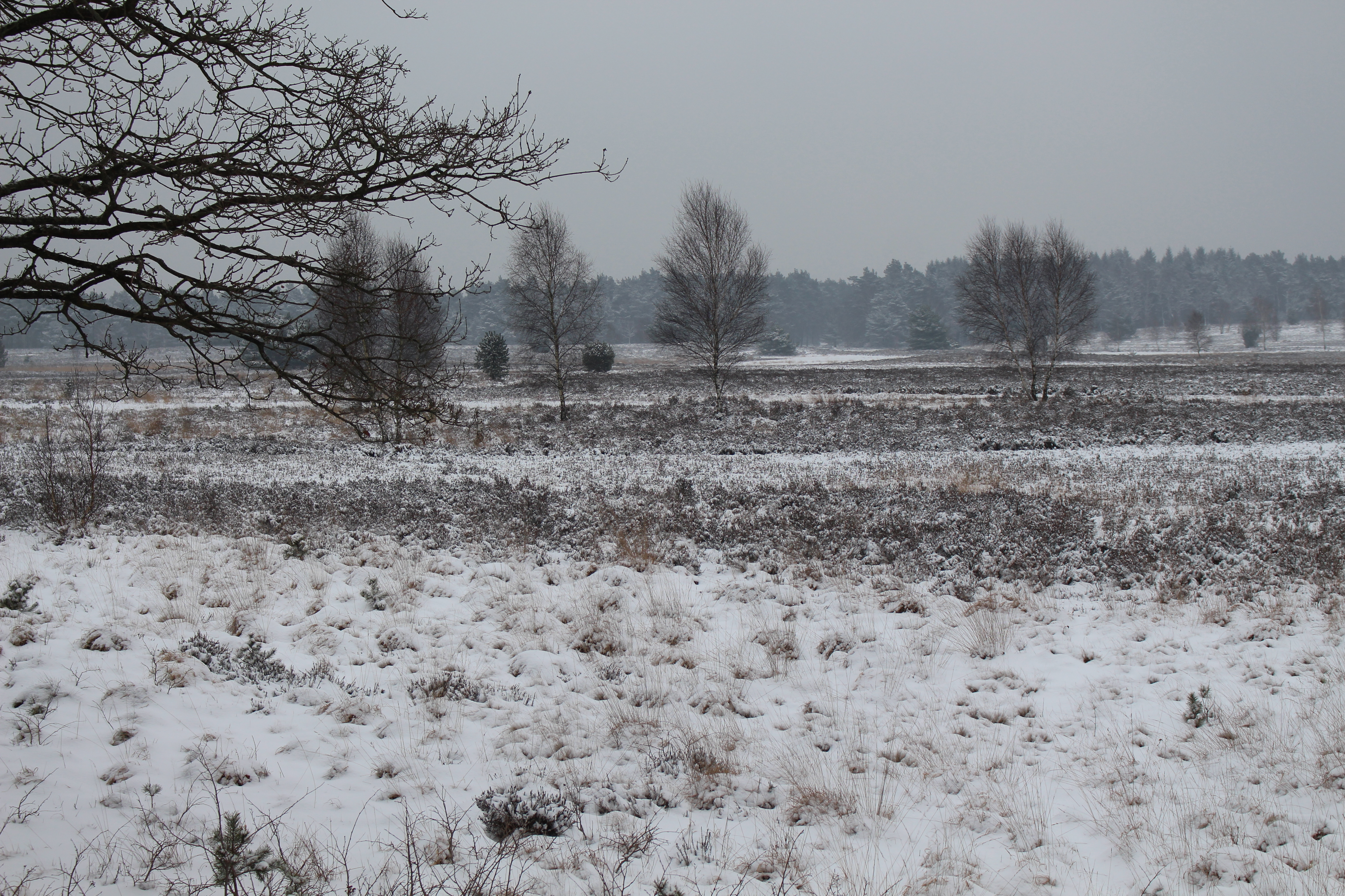 Auch im Winter wunderschön - die Heide bei Wesel (Samtgemeinde Hanstedt). Doch für die Aufnahme in das UNESCO-Welterbe hat es nicht gereicht