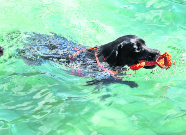 Viele Vierbeiner haben beim Hundeschwimmen ihren Spaß - so wie Hündin Ronja