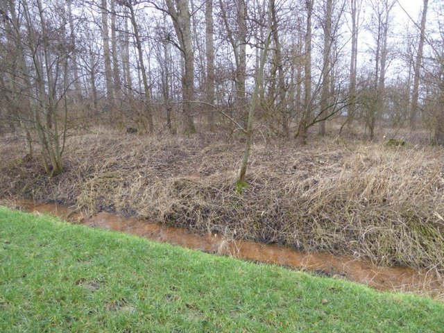 Heruntergetretenes Gras in dem Pappelwald: Bodo Koppe vermutet, dass der Schütze von dieser Stelle auf den Adlerhorst zielte | Foto: Bodo Koppes