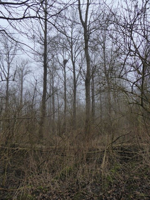 Der Horst (oben Mitte) liegt geschützt in einem kleinen Wald | Foto: Bodo Koppe