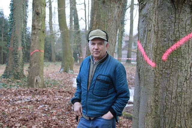 Bürgermeister Horst Deede an einer Reihe markierter, zur Fällung freigegebener Hofeichen