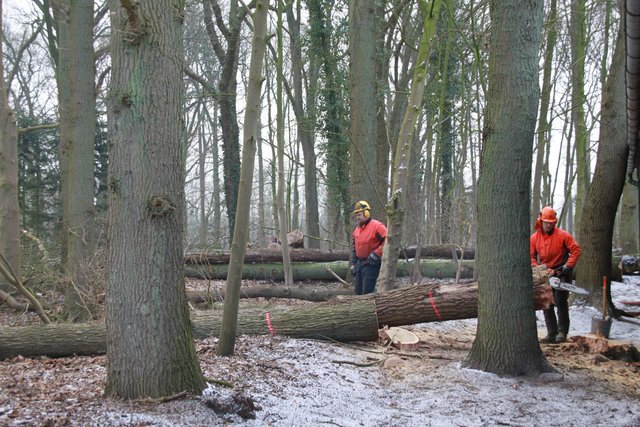 Forstarbeiter in Aktion