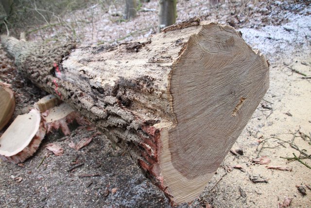 Fäulnis hatte sich zwischen Stamm und Borke dieser Eiche ausgebreitet