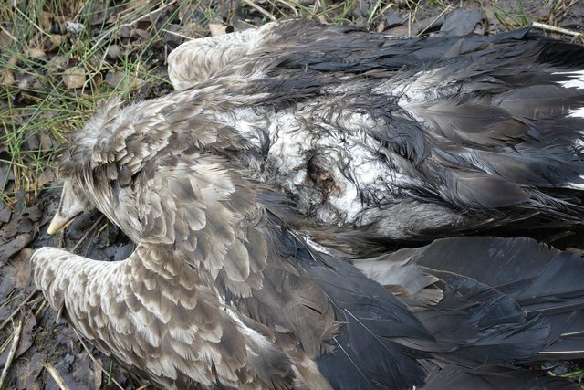 Einschussloch im Rumpf des Seeadler-Männchens