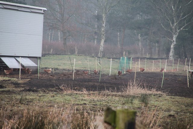 Am Gesundheitszustand der Hühner gab es keine Beanstandung