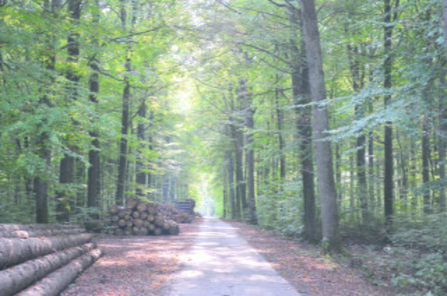 Der Wald erfreut sich als Platz für Beerdigungen immer größerer Beliebtheit