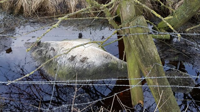 Kadaver eines Galloway-Rindes in Groß Sterneberg