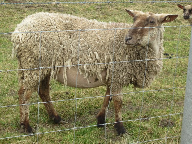 Schwarzkopfschaf mit Milben und Haarlingen | Foto: Gössel/Schiller