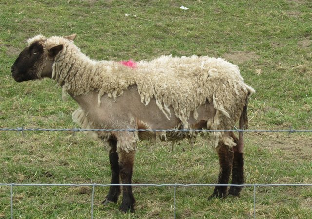 Schwarzkopfschaf mit Milben- und Haarlingsbefall. Laut Kevin Höft wurde es inzwischen behandelt | Foto: Schiller/Gössel
