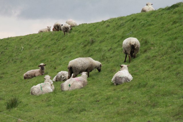 Die Schafherde weidet jetzt auf einem saftigen Deich