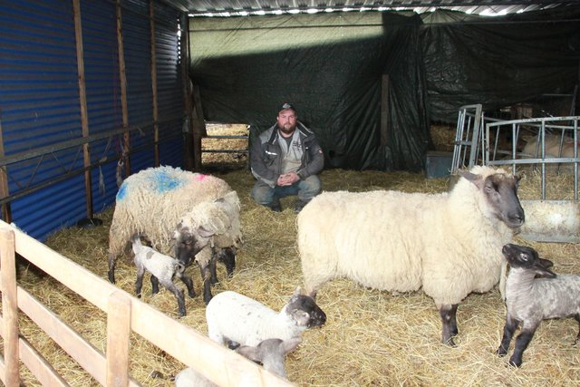 Kevin Höft präsentiert einen sauberen Stall mit vitalen Mutterschafen und Lämmern
