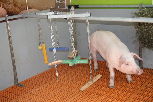 Das Schweinemobil informierte über artgerechte Schweinehaltung