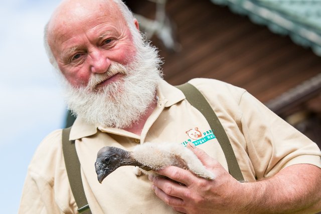 Wildpark-Falkner Lothar Askani präsentiert stolz den jungen Kondor. Die Handaufzucht dieser Tiere ist sehr zeitaufwändig und benötigt viel Fingerspitzengefühl | Foto: Wildpark/Thomas Ix
