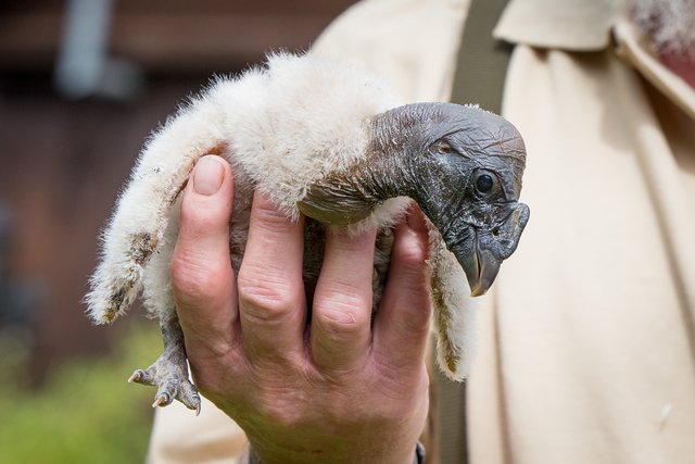 Kaum zu glauben, dass aus dieser Handvoll flauschigem Etwas einmal der größte flugfähige Vogel der Welt wird | Foto: Wildpark/Thomas Ix