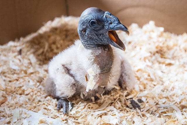 Am 31. März ist "Baby" - wie Falkner Lothar Askani den
Andenkondor-Hahn nennt - auf die Welt gekommen. Alle zwei bis drei Stunden muss er mit Fleischbrei gefüttert werden | Foto: Wildpark/Thomas Ix