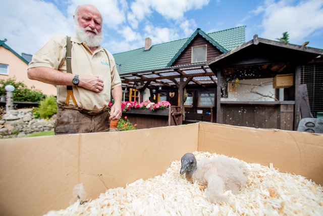 Lothar Askani zieht den kleinen Andenkondor bei sich zu Hause auf | Foto: Wildpark/Thomas Ix
