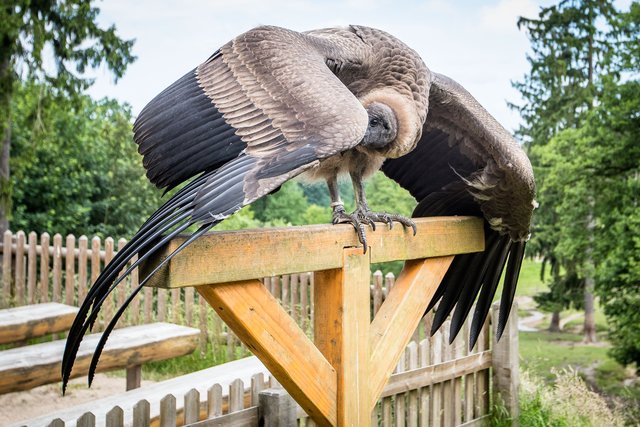 "Maja" ist schon fester Bestandteil der täglichen Flugshows im Wildpark und hat schon einige Tricks auf Lager | Foto: Wildpark/Thomas Ix