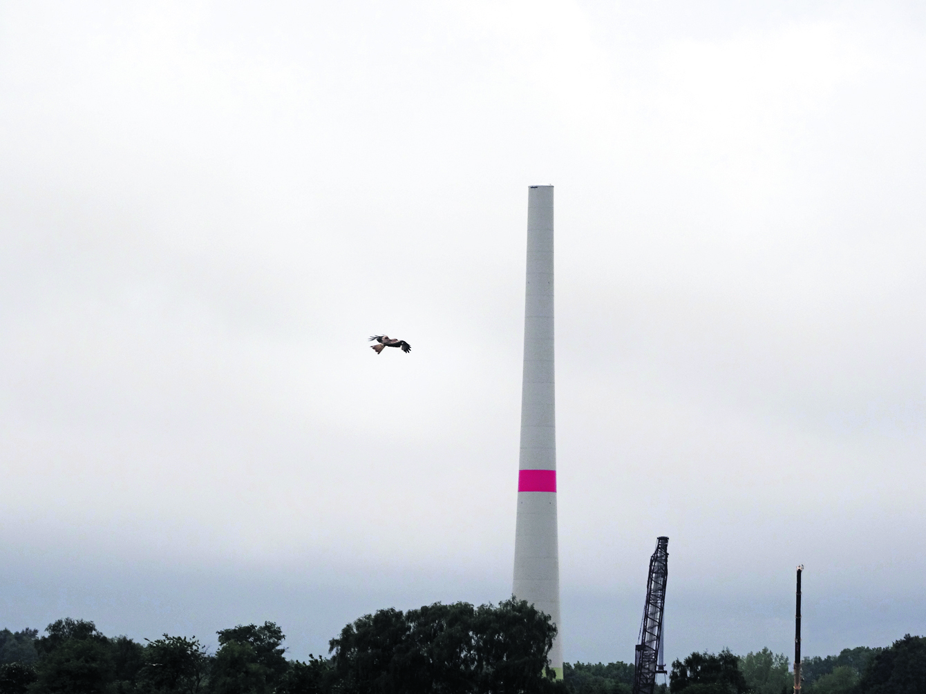 Das Foto zeigt einen Rotmilan mitten in der Baustelle für das Windrat bei der Geflügelfarm