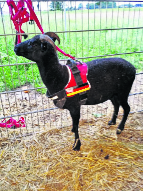 "Lillifee" nach dem Überfall. Auf dem verletzten linken Bein kann sie nicht mehr stehen | Foto: Stöver