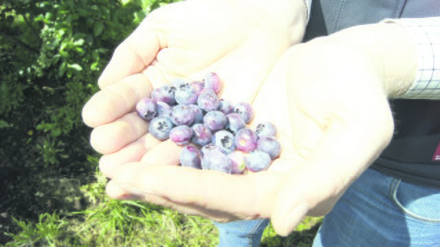 Blaubeeren schmecken pur, als Getränk, im Gebäck oder auch als Marmelade