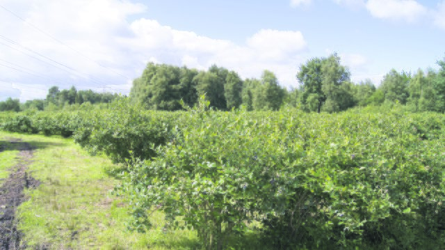 Die Familie Werner baut auf insgesamt 23 Hektar Blaubeeren an und erntet ca. 200 Tonnen Früchte pro Jahr