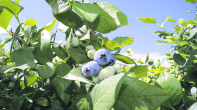 Blaubeeren haben von Juni bis August Saison und werden immer beliebter bei den Deutschen
