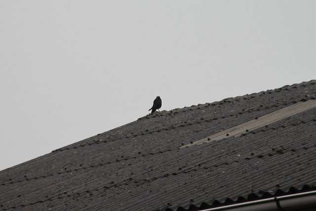 Dohle auf einem Dach