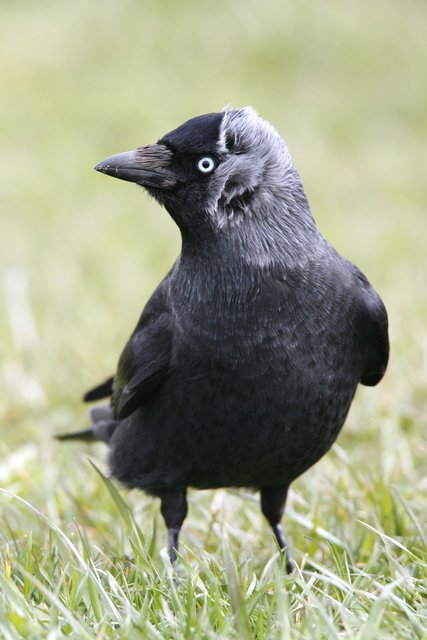 Dohlen nisten bei ausreichendem Nahrungsangebot in Kolonien | Foto: Nabu/F_Derer