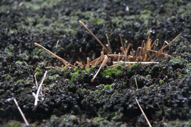 Zerrrupftes Reetdach