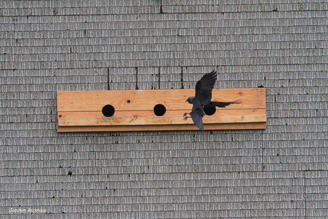 Dohle im Anflug auf einen Nistkasten | Foto: NABU Lahntal Joachim Backhaus