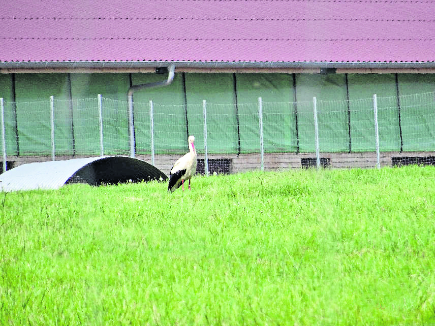 Das Foto beweist es: Auch strenggeschützte Weißstörche halten sich neben der Hühnerfarm in deren Nähe die Windräder gebaut werden sollen auf